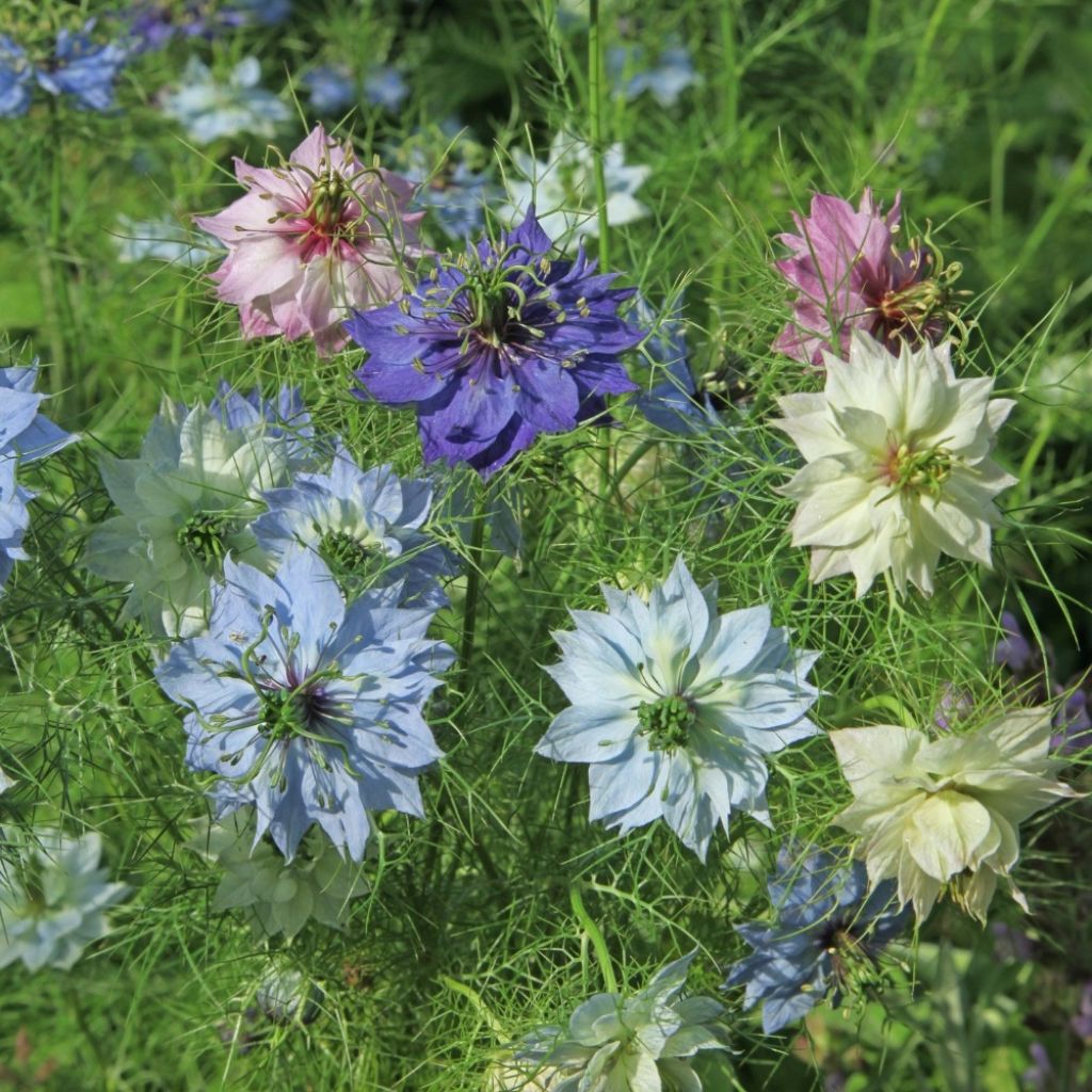 Graines de Nigelle de Damas Persian Jewels Mix - Nigella damascena