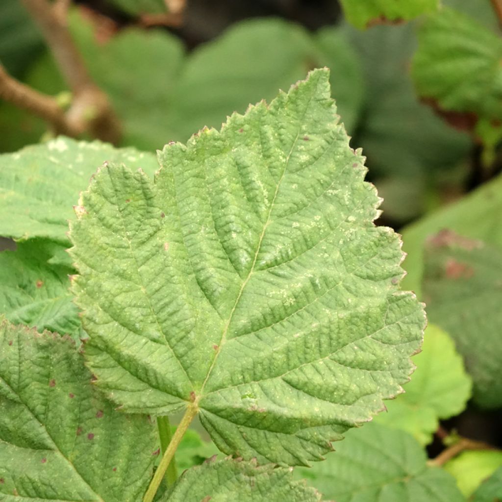 Noisetier commun - Corylus avellana Longue d'Espagne