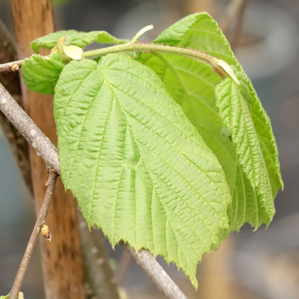 Noisetier pleureur - Corylus avellana Pendula