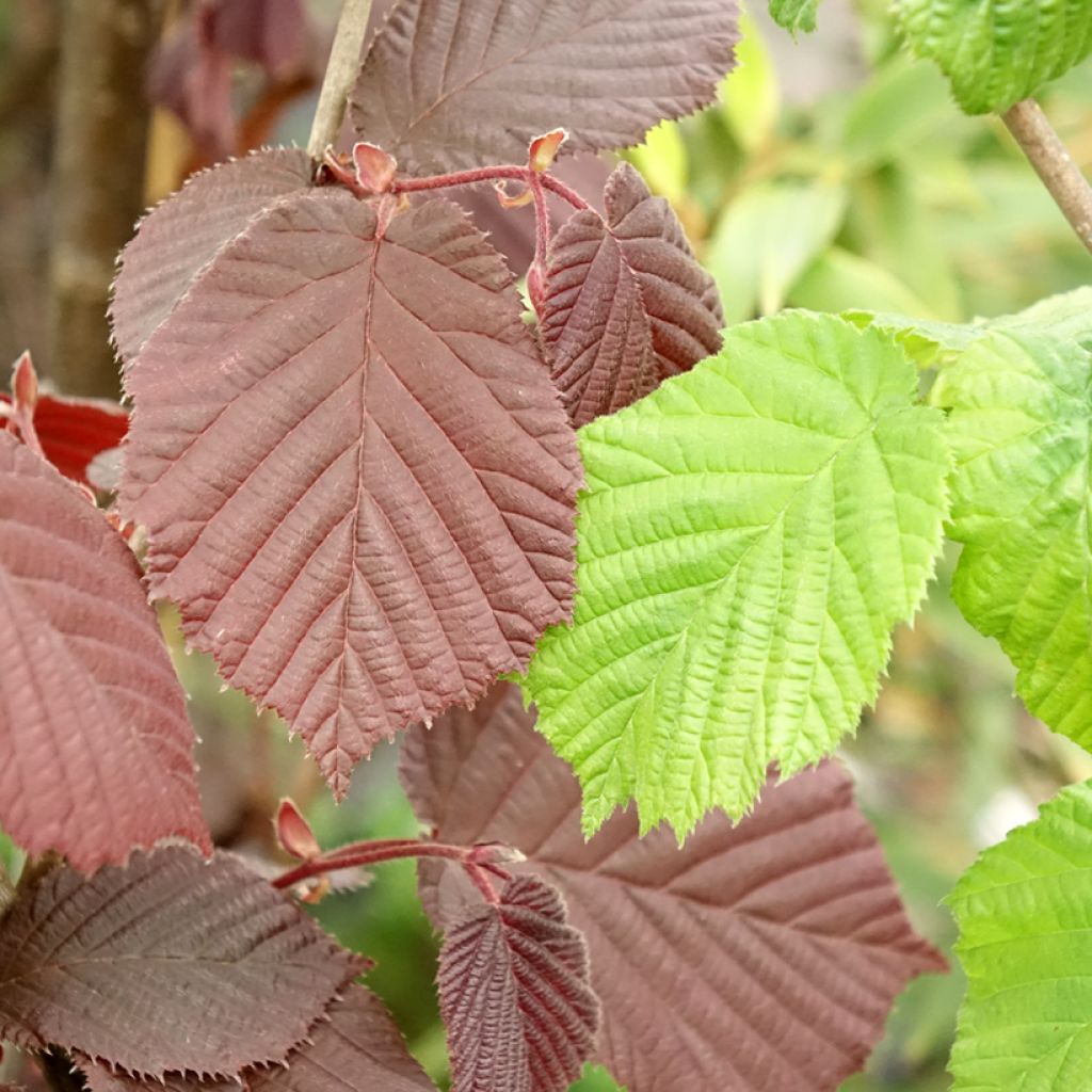Noisetier Syrena - Corylus avellana