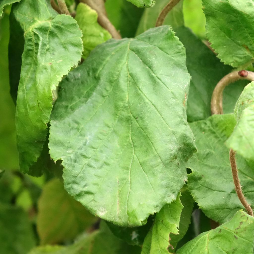 Noisetier tortueux - Corylus avellana Contorta