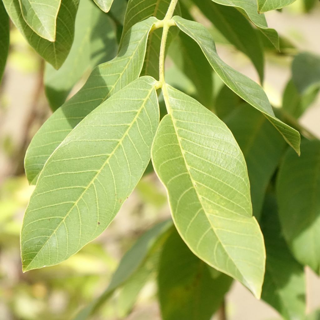 Noyer commun - Juglans regia Chandler
