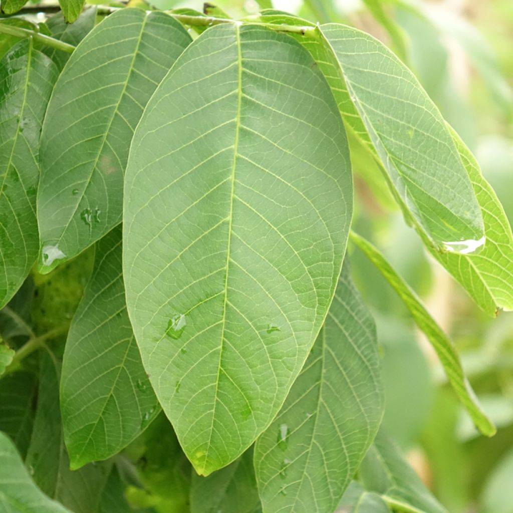 Noyer commun - Juglans regia Fernor