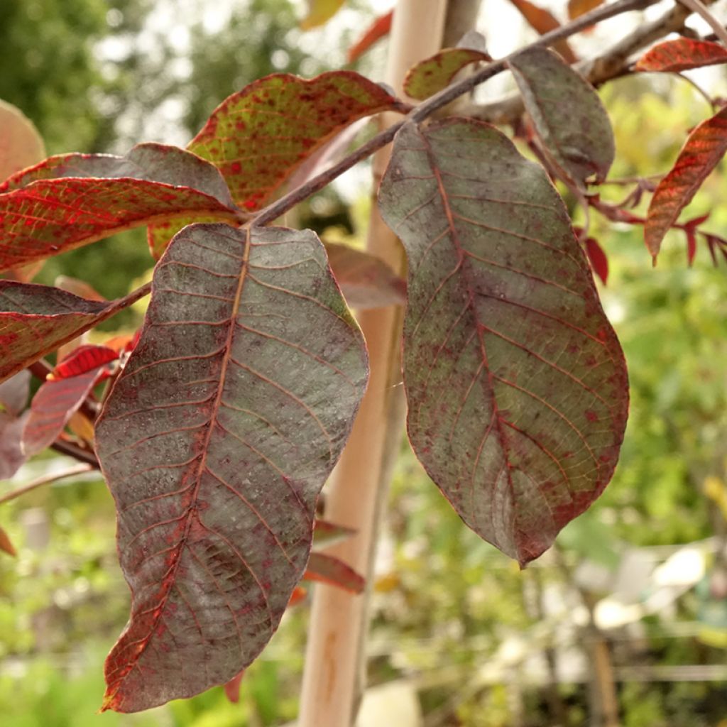 Noyer commun Purpurea - Juglans regia 