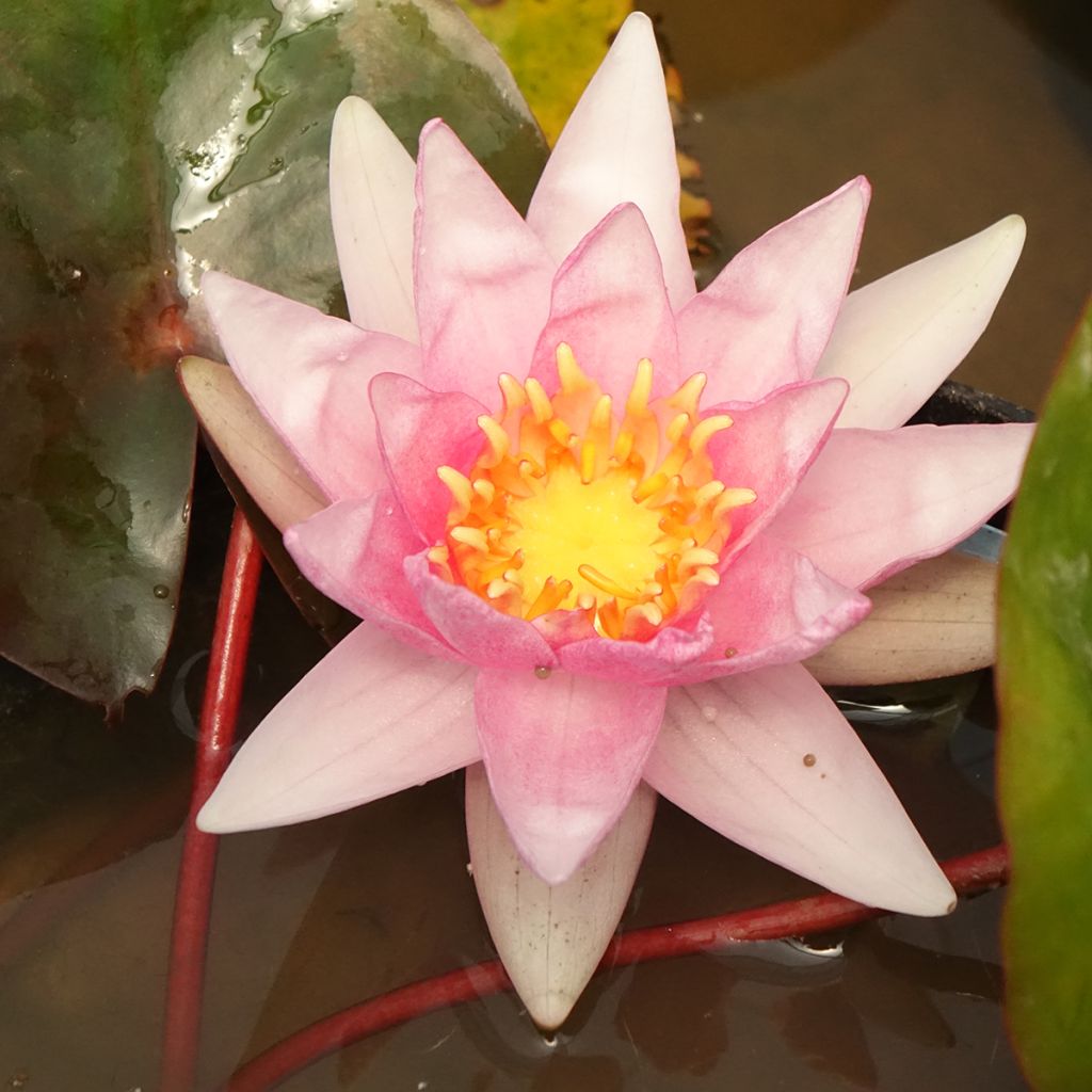 Nymphaea Amabilis - Nénuphar rose rustique