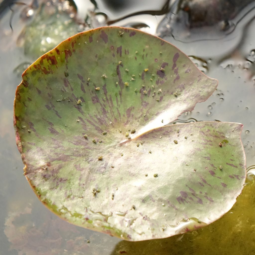 Nymphaea Carolina Sunset - Nénuphar rustique, jaune et pêche cuivré