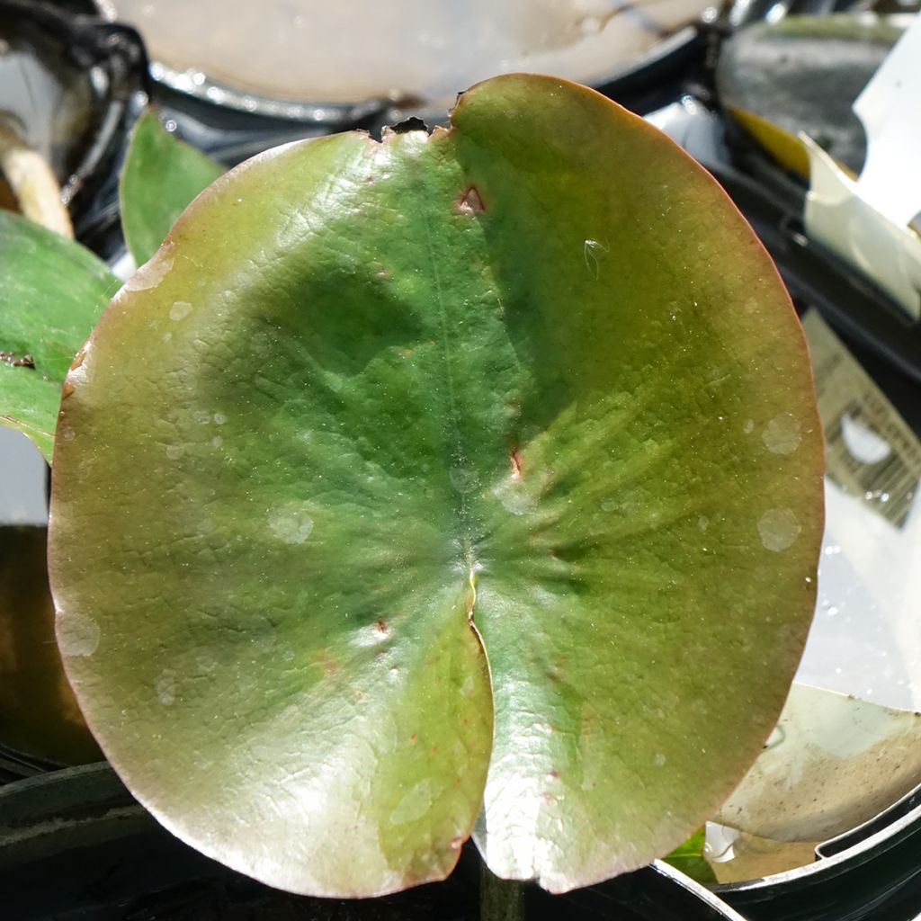 Nymphaea Celebration - Nénuphar rustique rose fuchsia