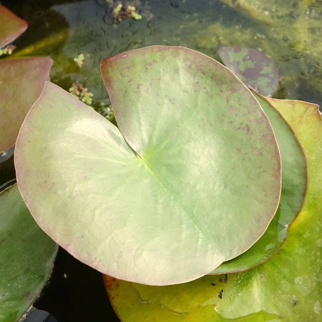 Nymphaea Clyde Ikins - Nénuphar rustique jaune cuivré