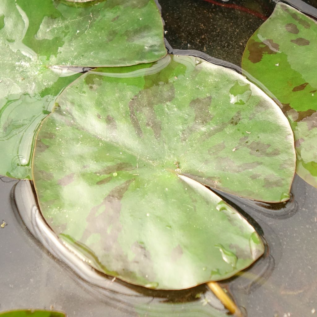 Nymphaea Colorado - Nénuphar rustique rose saumon