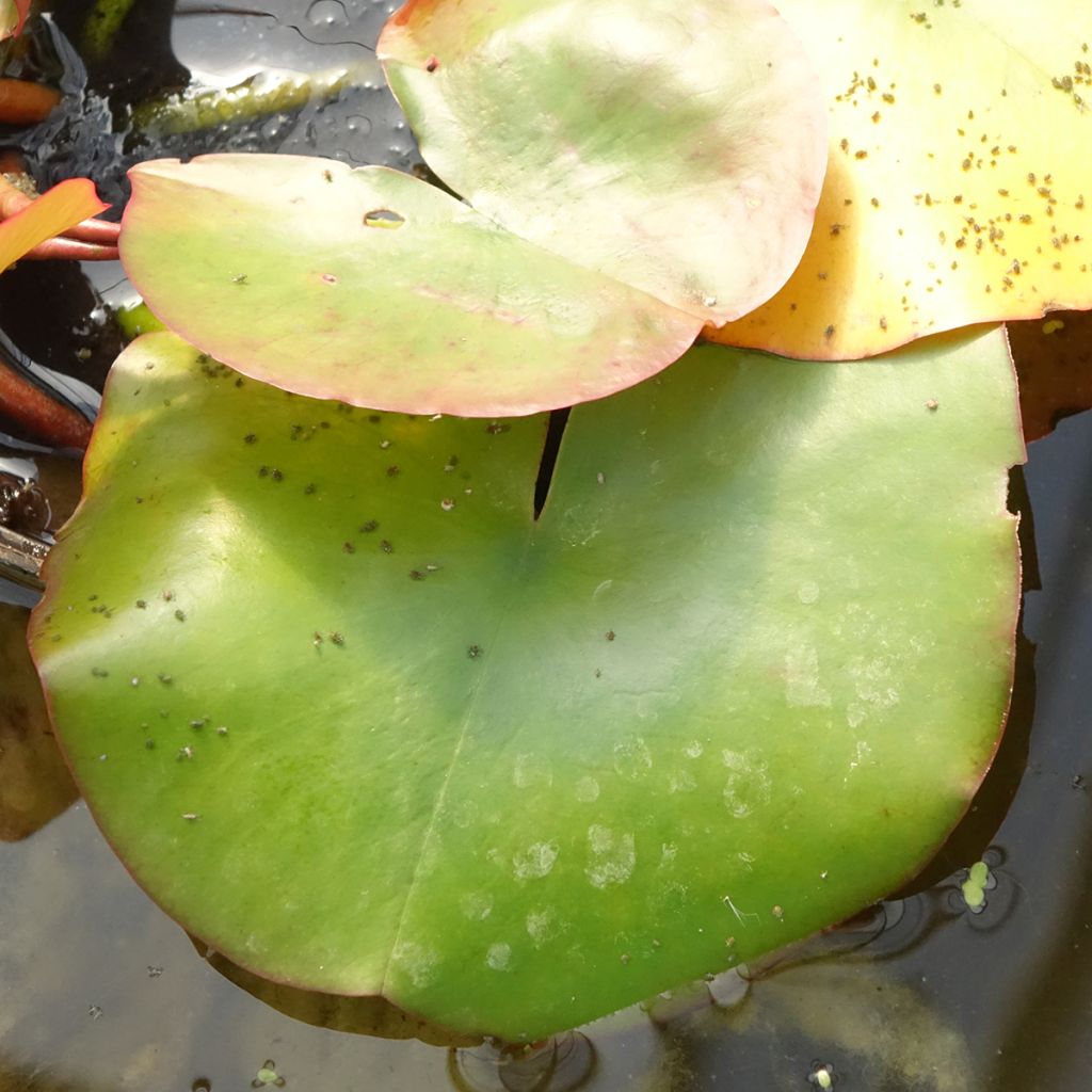 Nymphaea Conqueror - Nénuphar rustique rouge
