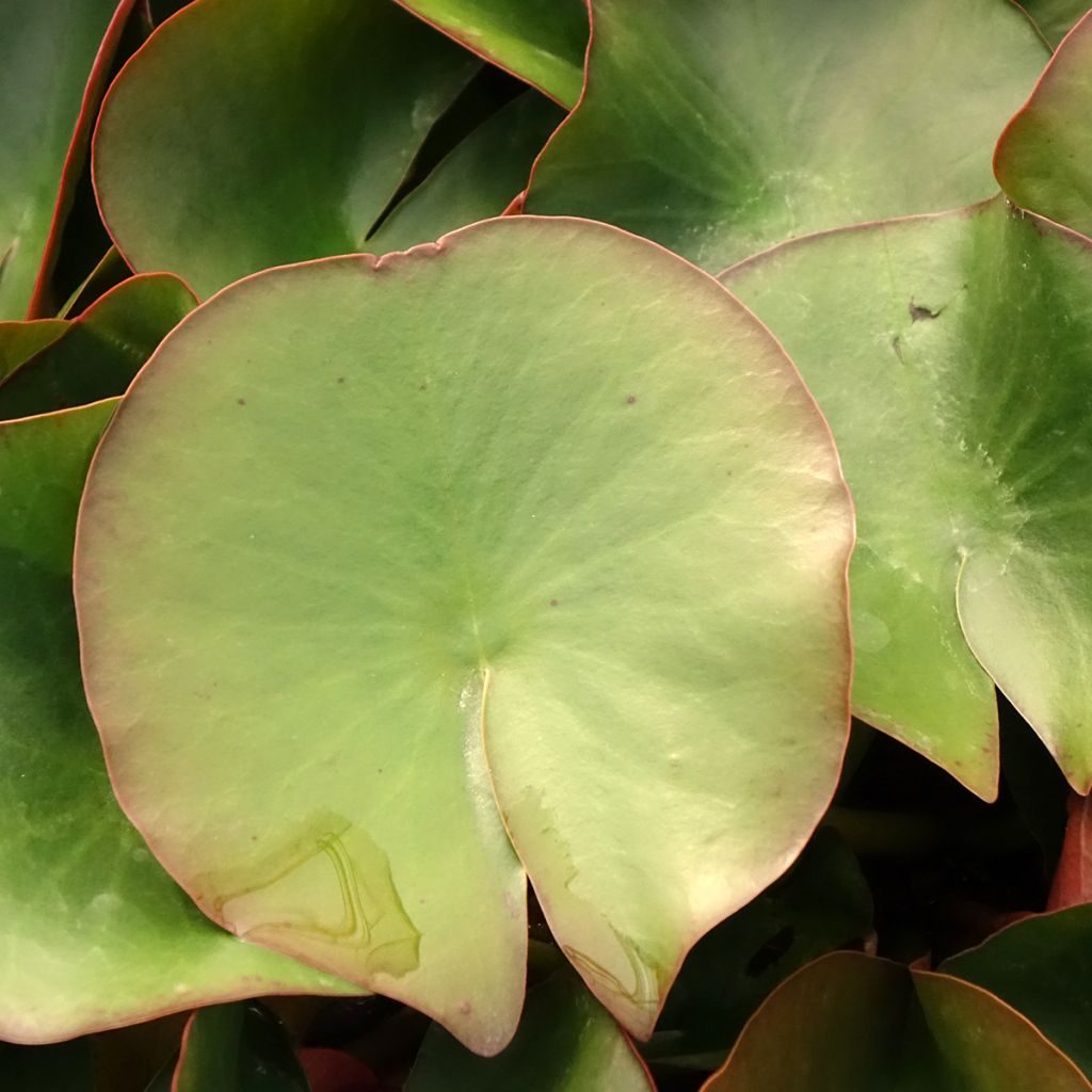Nymphaea Froebelii - Nénuphar nain rustique