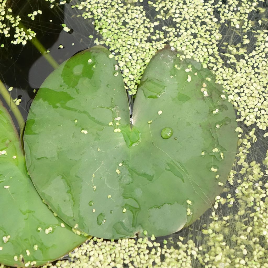 Nymphaea Gonnere - Nénuphar rustique
