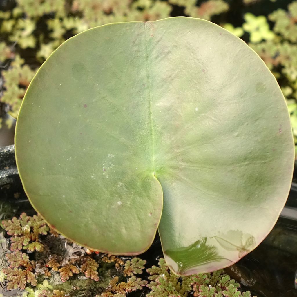 Nymphaea Hermine - Nénuphar blanc rustique