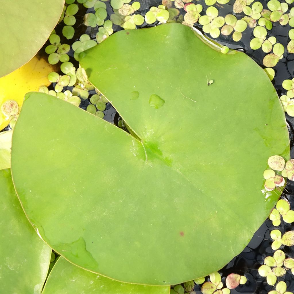 Nymphaea Hollandia - Nénuphar rustique