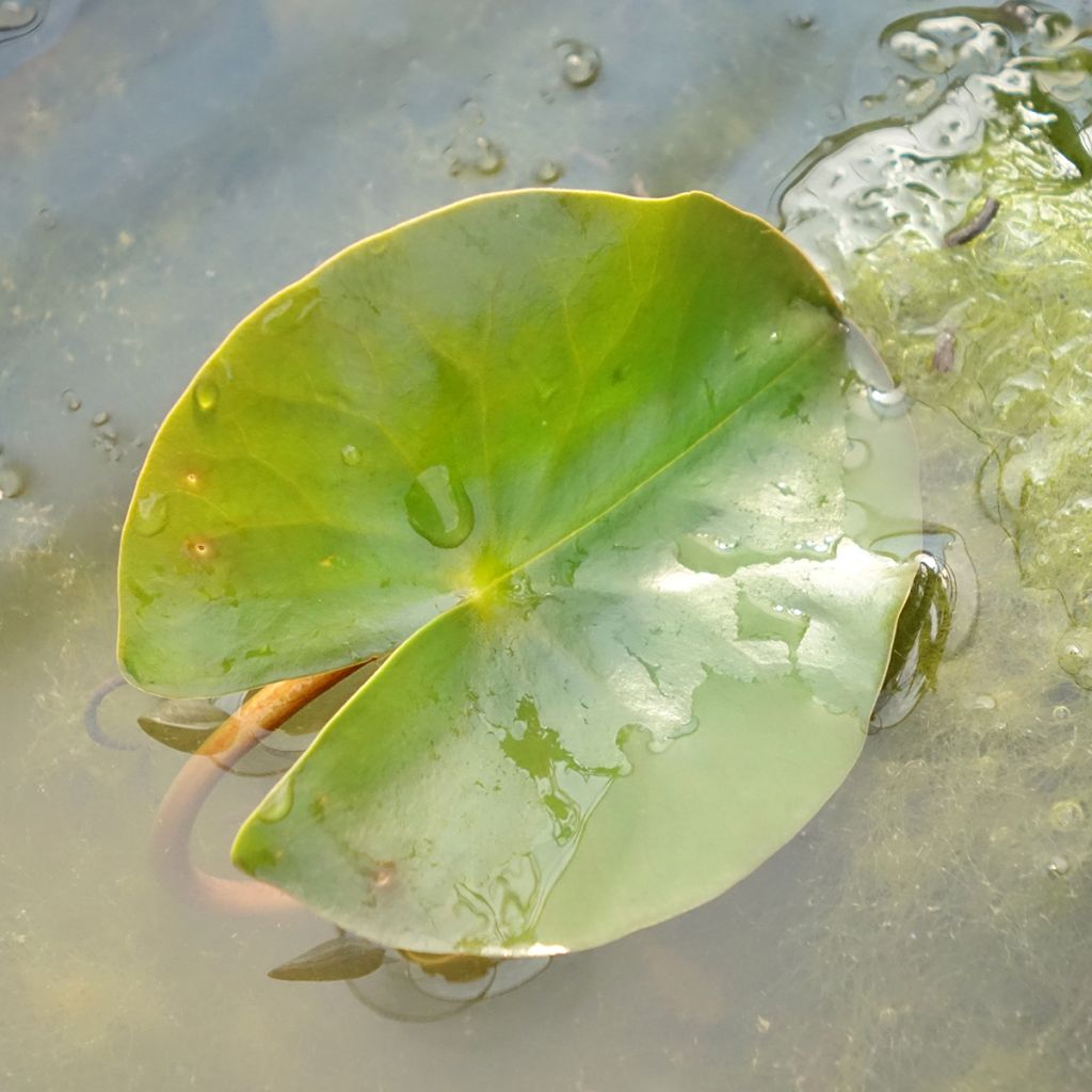 Nymphaea Jean de la Marsalle - Nénuphar rustique rouge rose