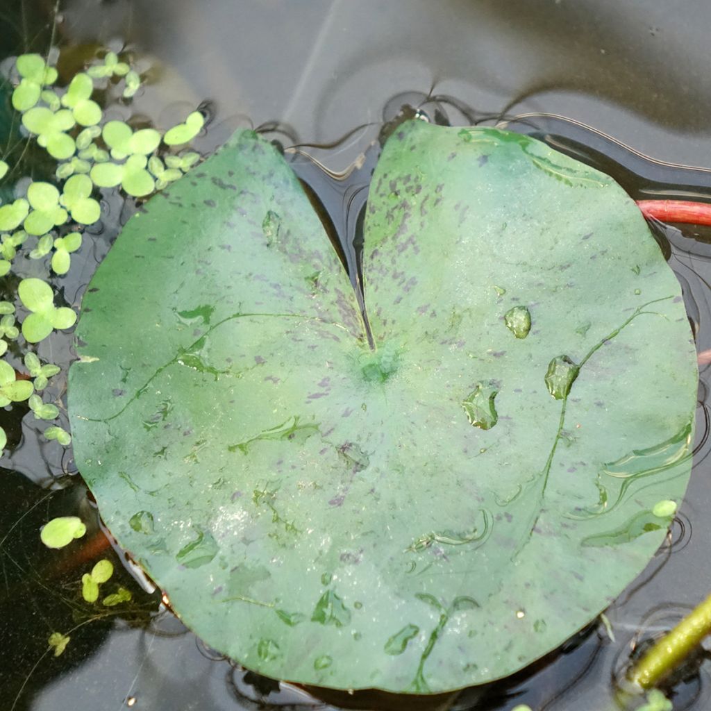 Nymphaea Joey Tomocik - Nénuphar rustique jaune