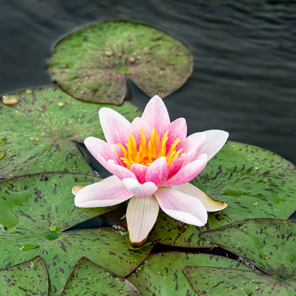 Nymphaea Laydekeri Liliacea - Nénuphar rustique