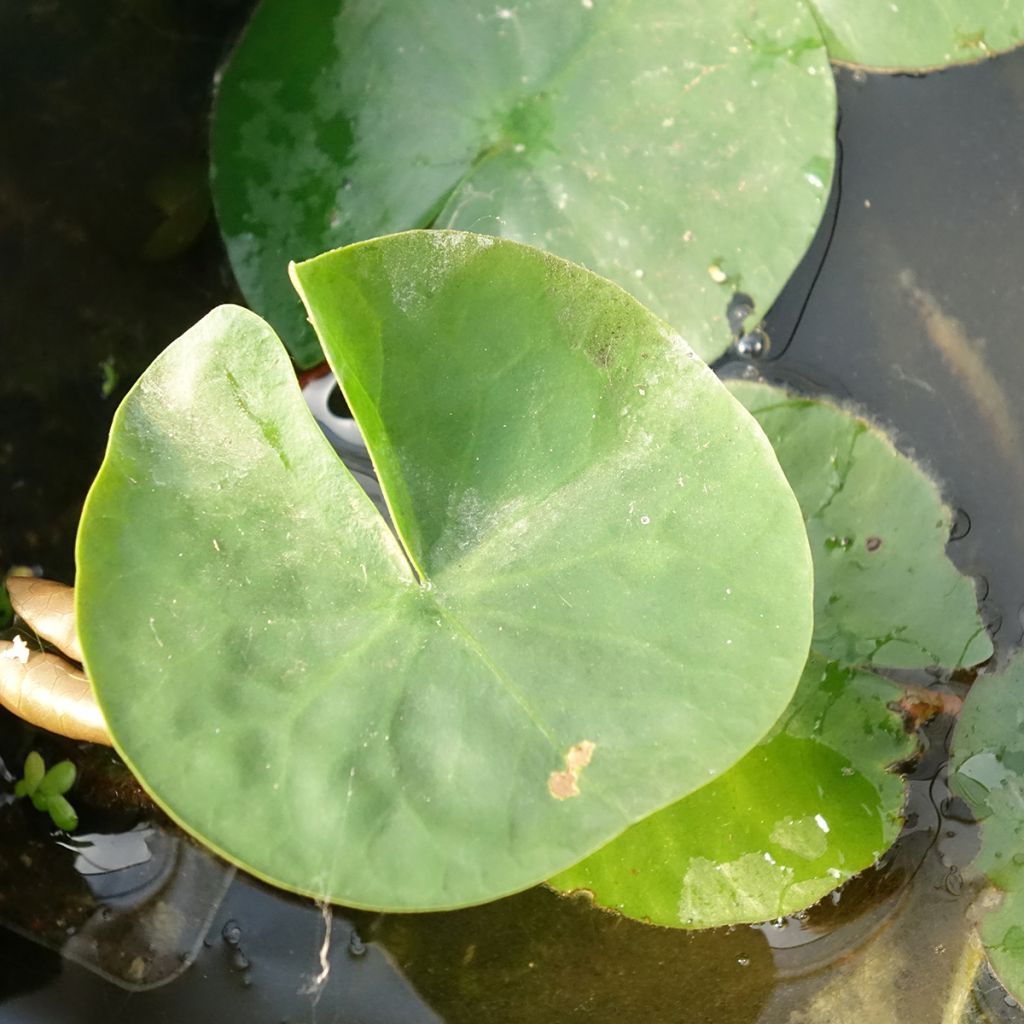 Nymphaea Laydekeri Liliacea - Nénuphar rustique