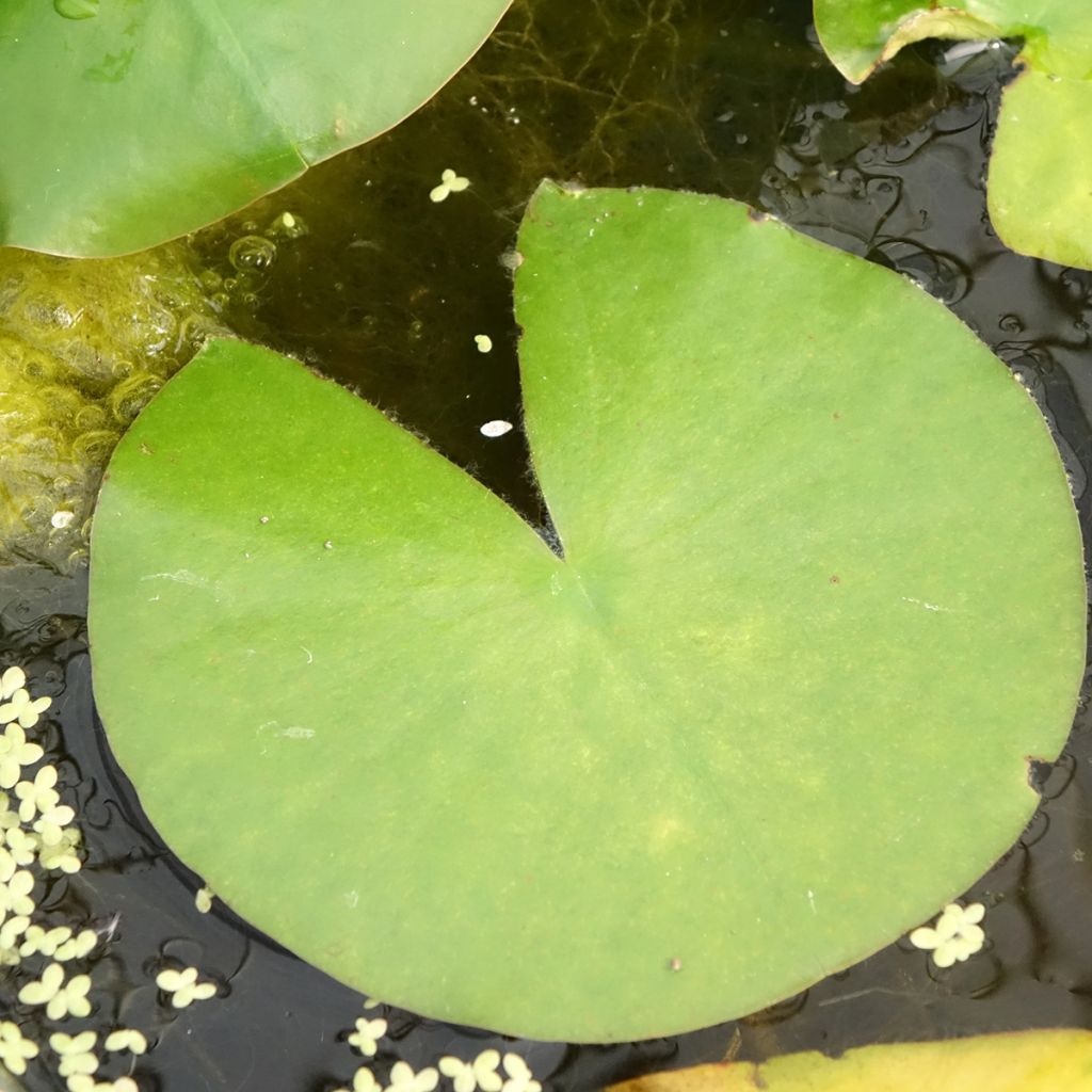 Nymphaea Madame Wilfron Gonnère - Nénuphar rustique