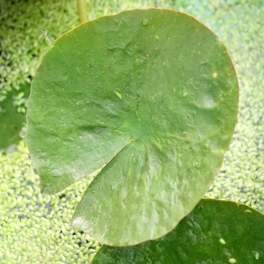 Nymphaea Mangkala Ubol - Nénuphar rustique rose saumon
