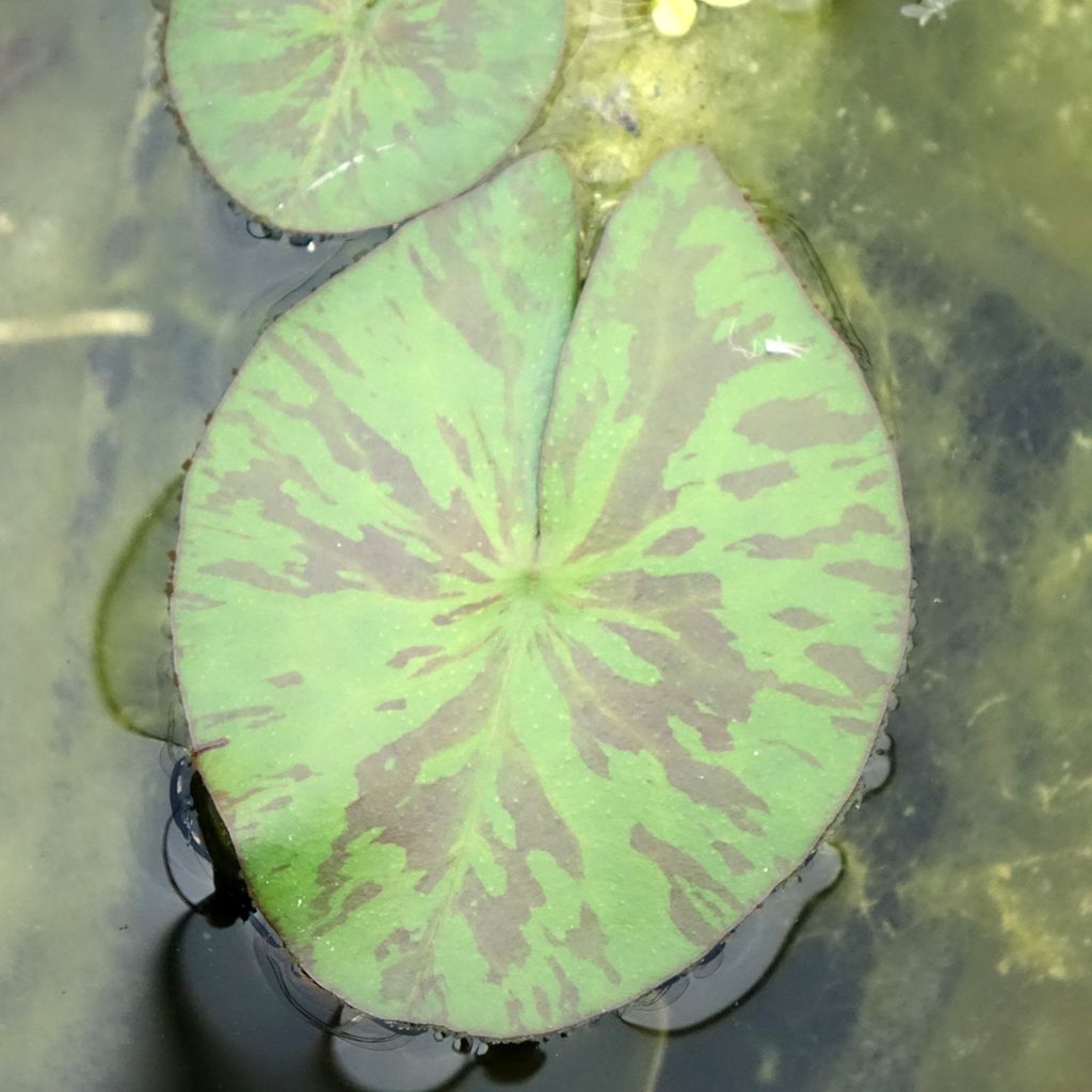 Nymphaea Marian Strawn - Nénuphar tropical blanc
