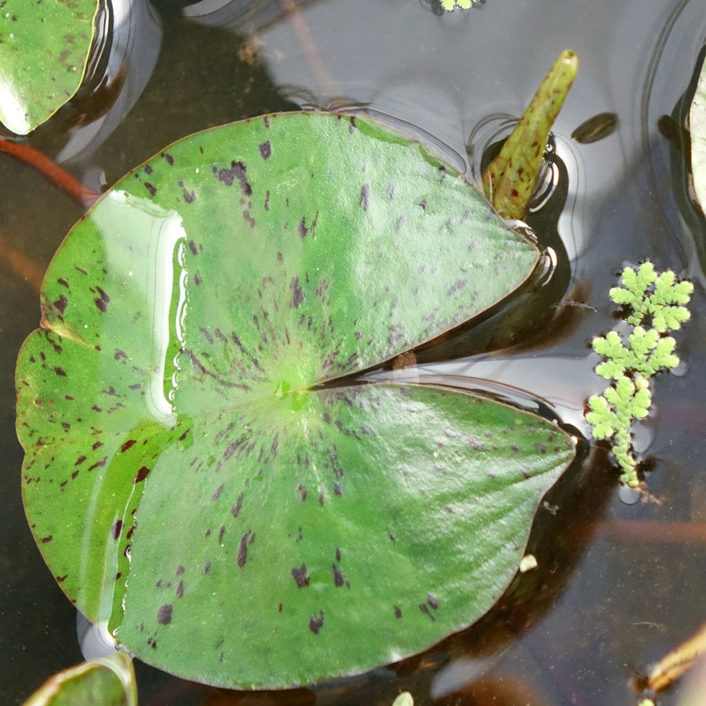 Nymphaea Marliacea Chromatella - Nénuphar rustique jaune