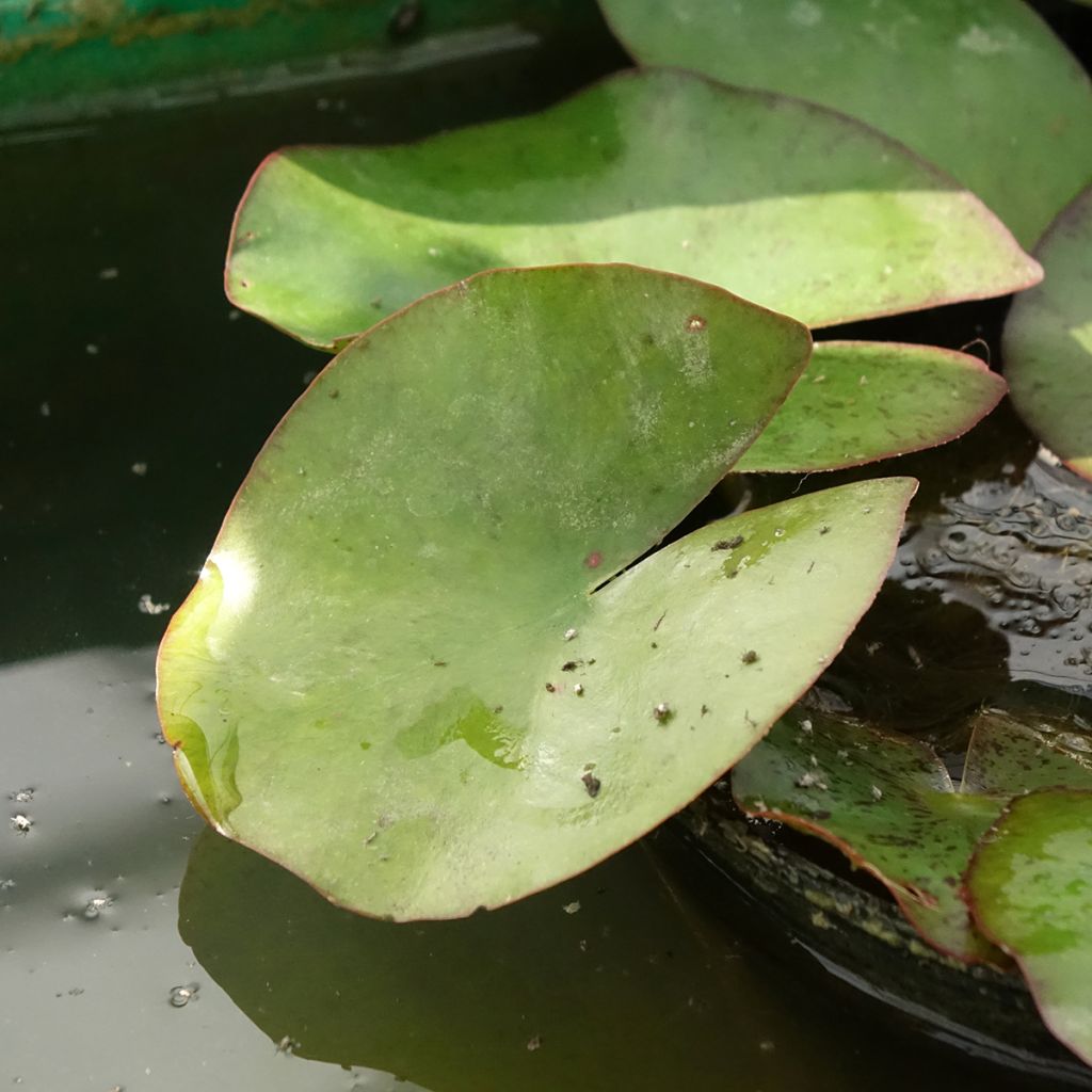 Nymphaea Moorei - Nénuphar rustique jaune pâle