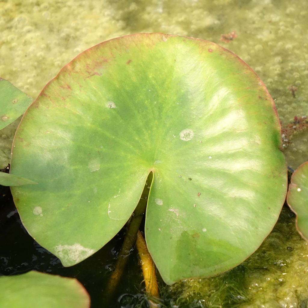 Nymphaea Newton - Nénuphar rustique rose