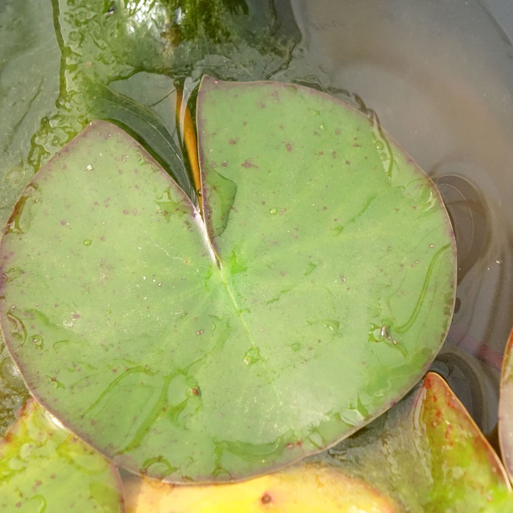 Nymphaea Odorata Suavissima - Nénuphar rustique rose