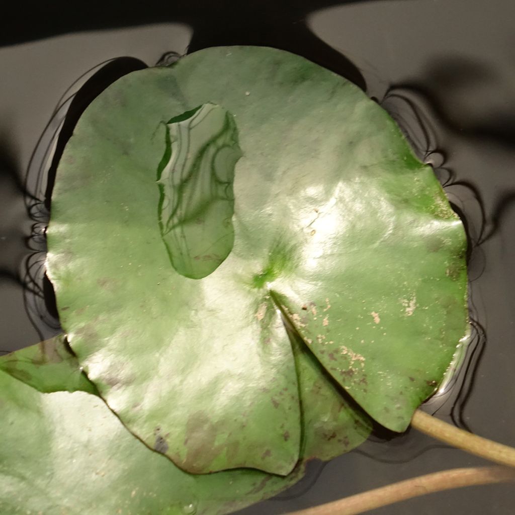 Nymphaea Pygmaea Helvola - Nénuphar nain rustique