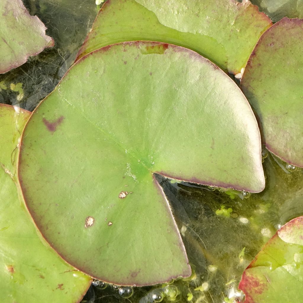 Nymphaea Ray Davies - Nénuphar rustique