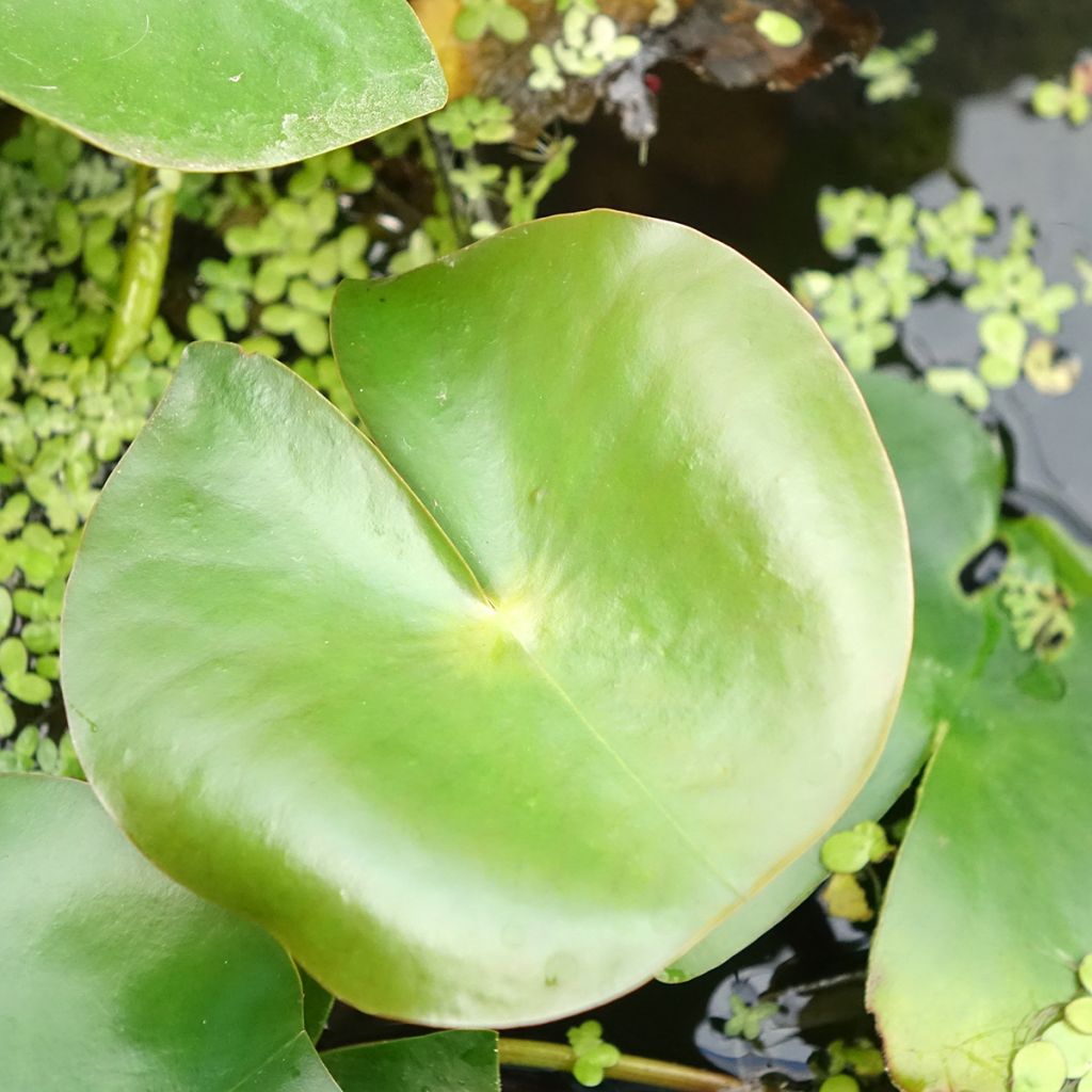 Nymphaea Rose Arey - Nénuphar rustique