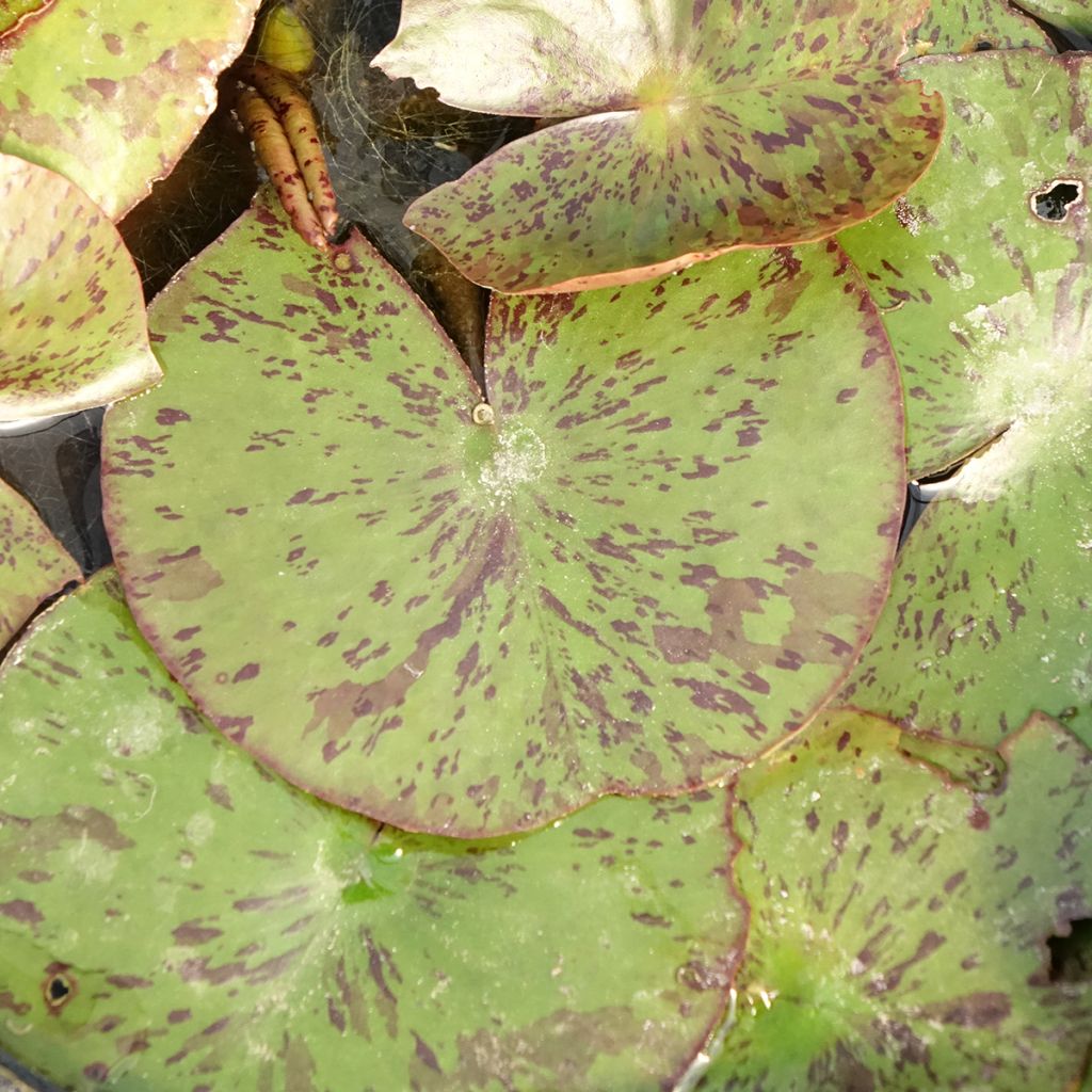 Nymphaea Texas Dawn - Nénuphar rustique