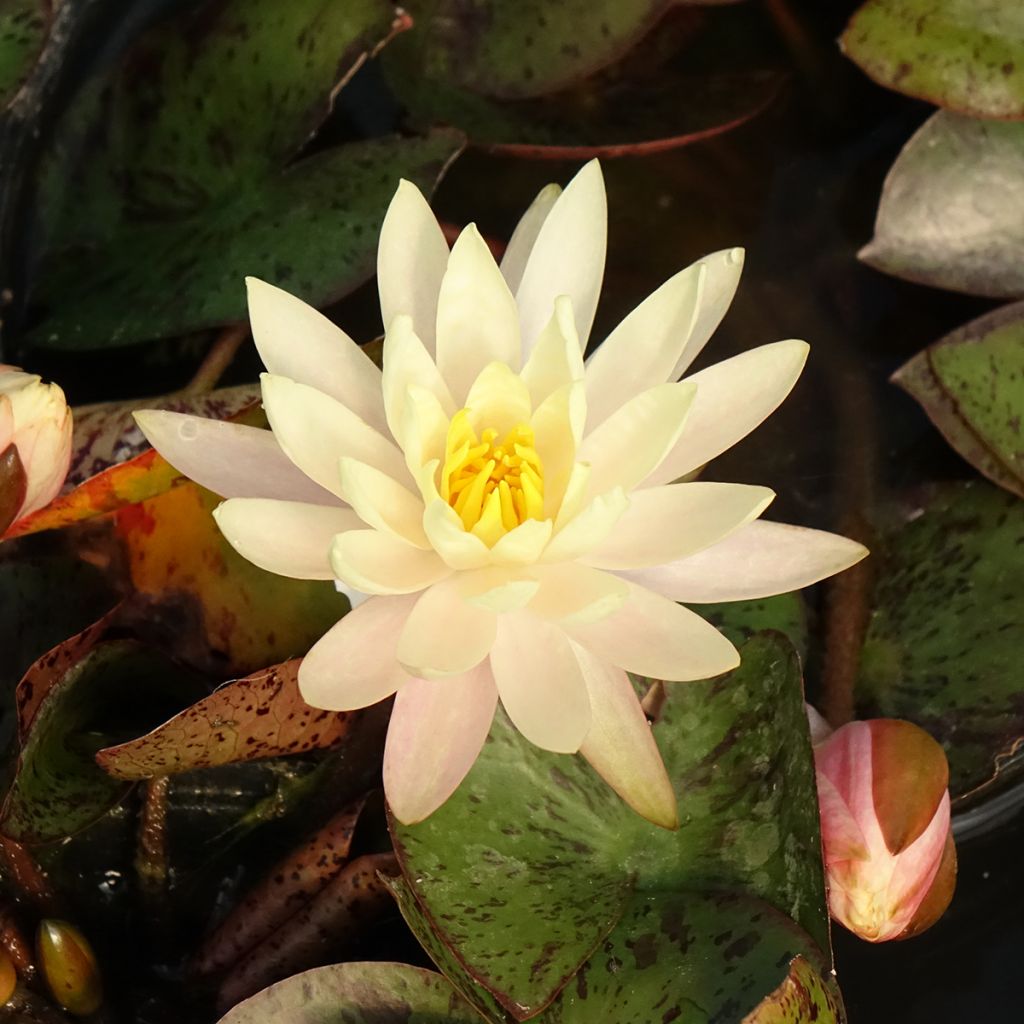 Nymphaea Texas Dawn - Nénuphar rustique