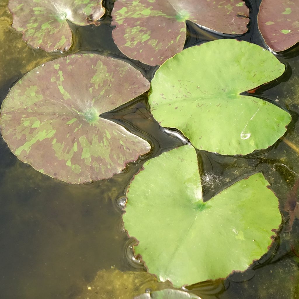 Nymphaea Wanvisa - Nénuphar rustique