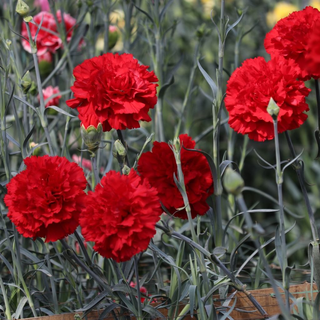 Dianthus plumarius Lady in Red - Oeillet mignardise