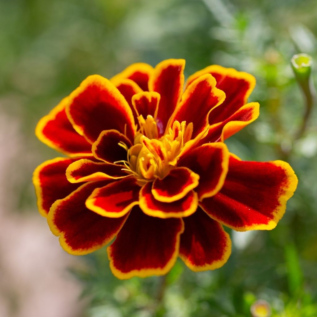 Graines d'Oeillet d’Inde Durango Bolero - Tagetes patula