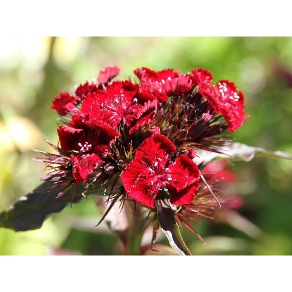 Graines d'Oeillet de Poète à fleurs simples en mélange - Dianthus barbatus