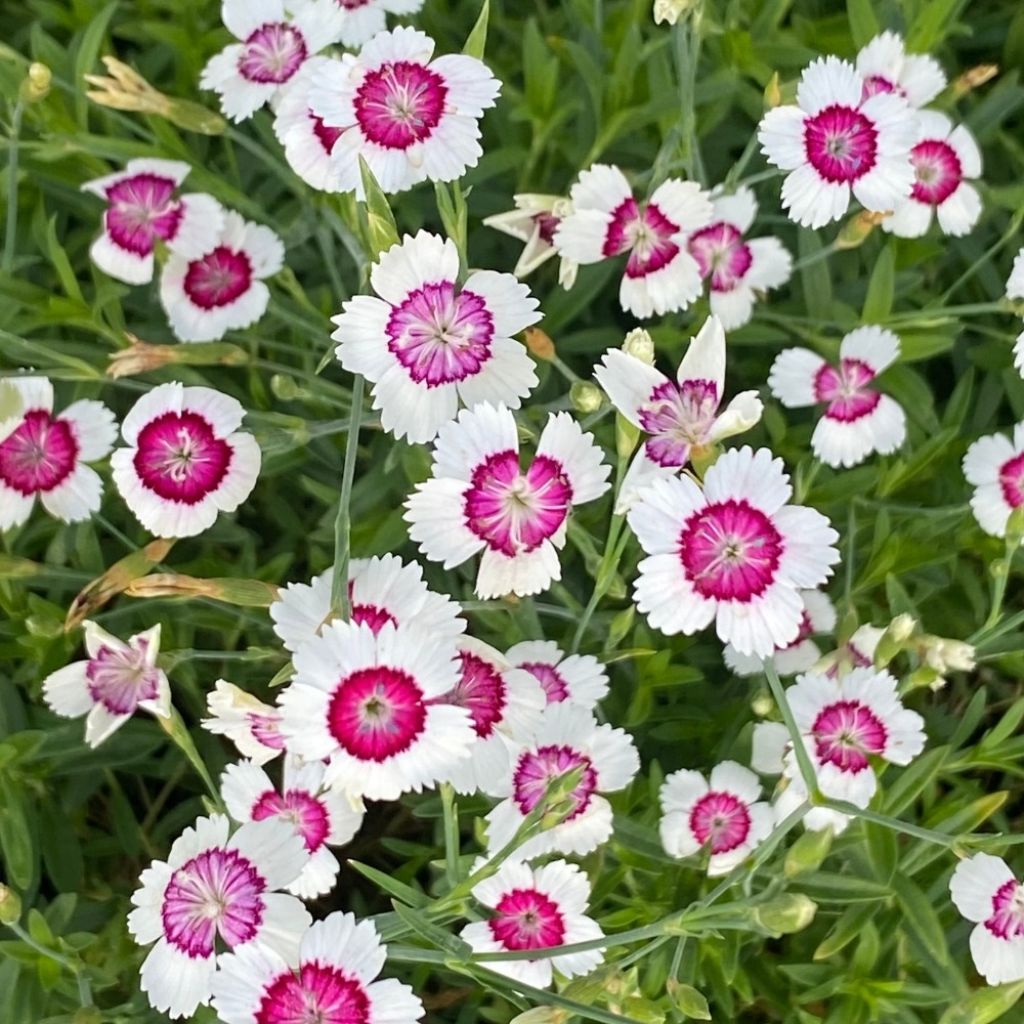 Dianthus deltoides Arctic Fire - Oeillet à delta