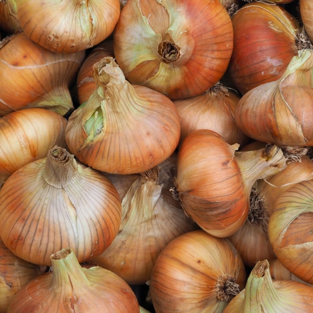 Oignon Stuttgarter Riesen - Allium cepa en plants