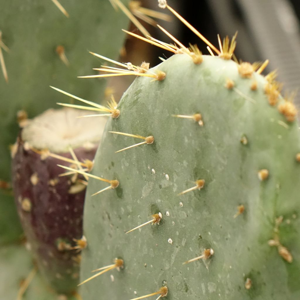 Opuntia engelmannii var. rastrera - Oponce