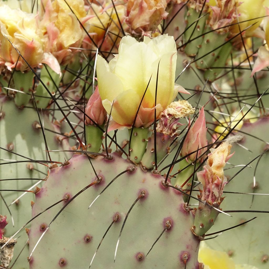 Opuntia macrocentra (épines noires) - Cactus raquette