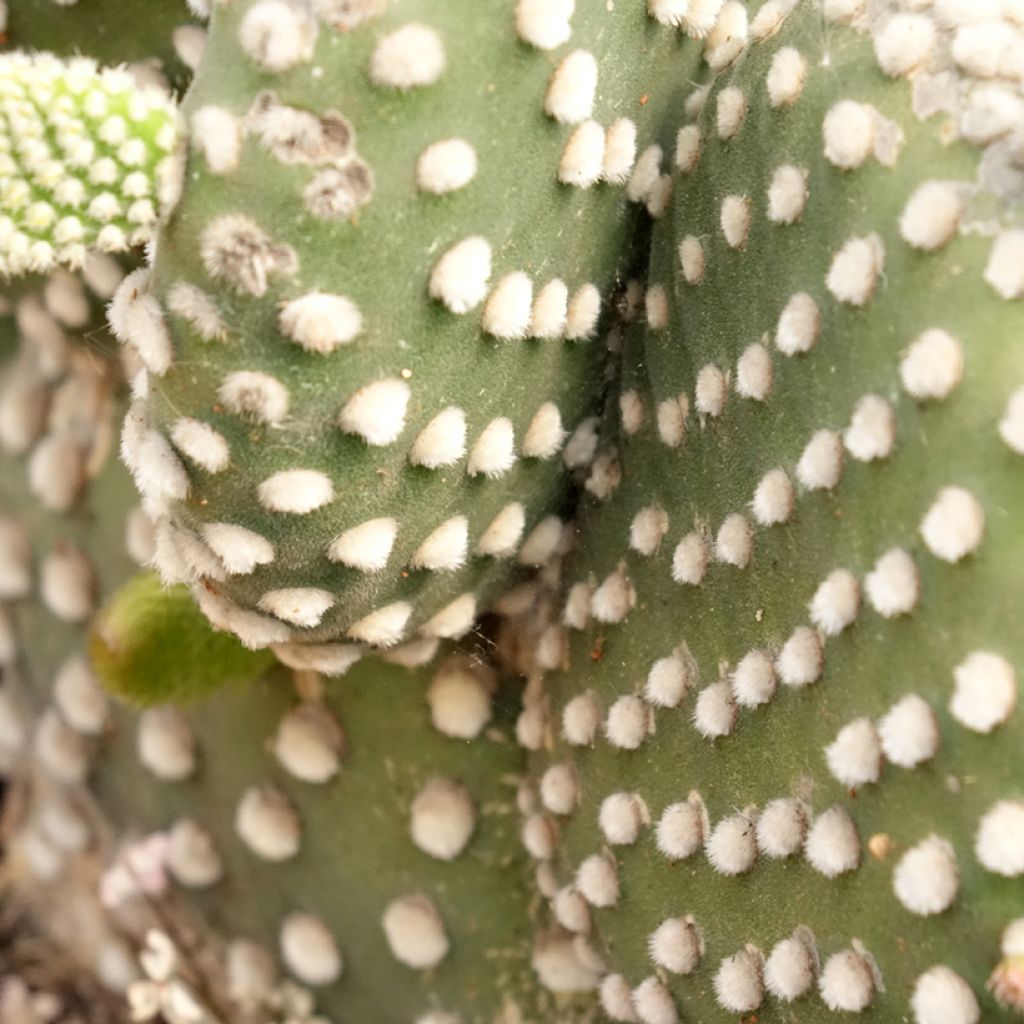 Opuntia microdasys var. albispina - Cactus raquette