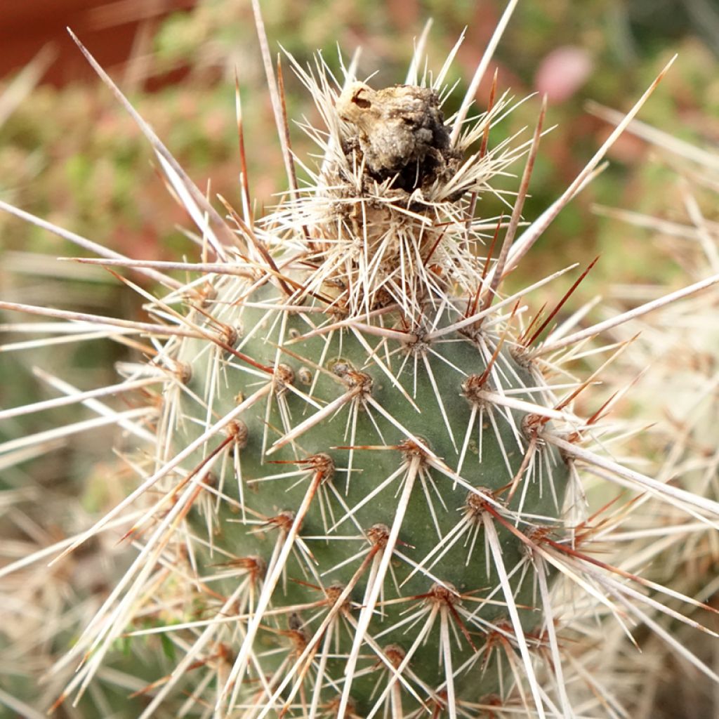 Opuntia polyacantha - Cactus raquette
