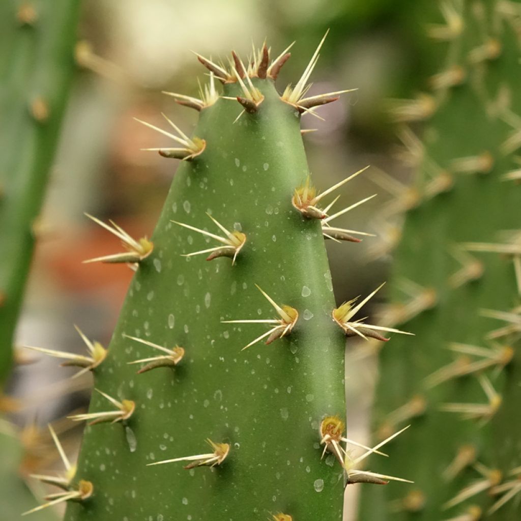 Opuntia semispinosa - Cactus raquette