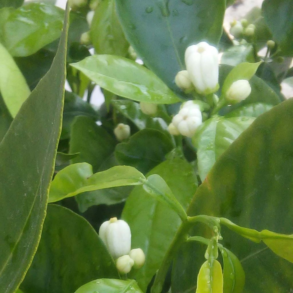 Oranger Corrugata - Citrus sinensis x aurantium