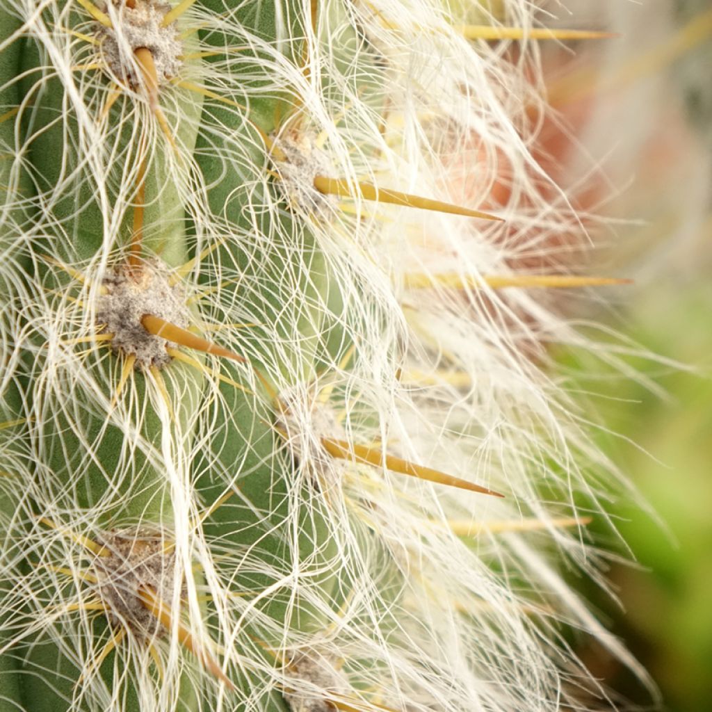Oreocereus leucotrichus - Cactus cierge