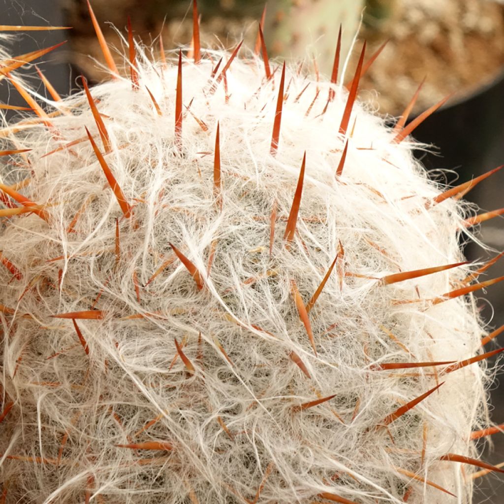 Oreocereus trollii - Vieil homme des Andes