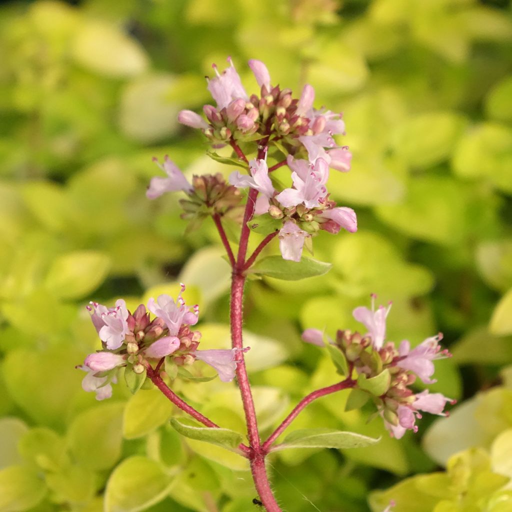 Origan doré Norton Gold - Origanum vulgare
