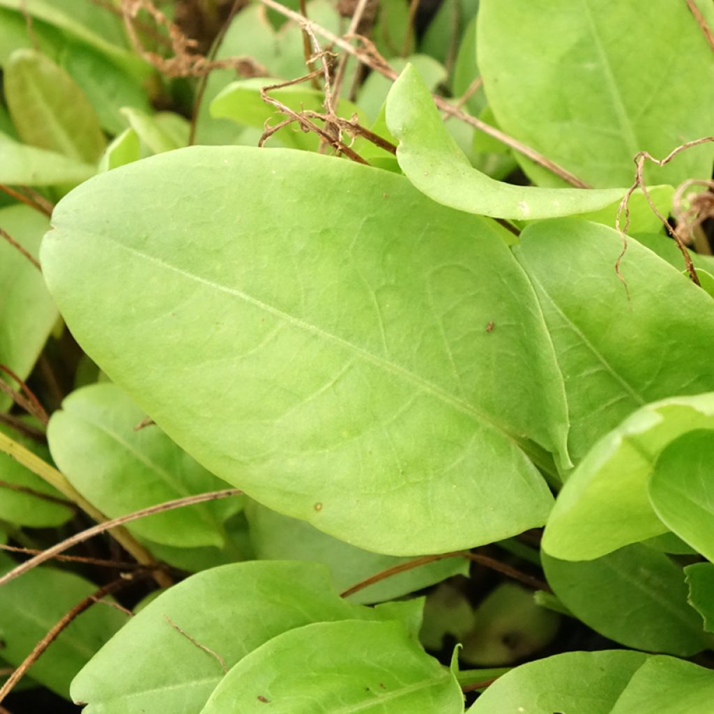 Oseille douce - Rumex scutatus en plants